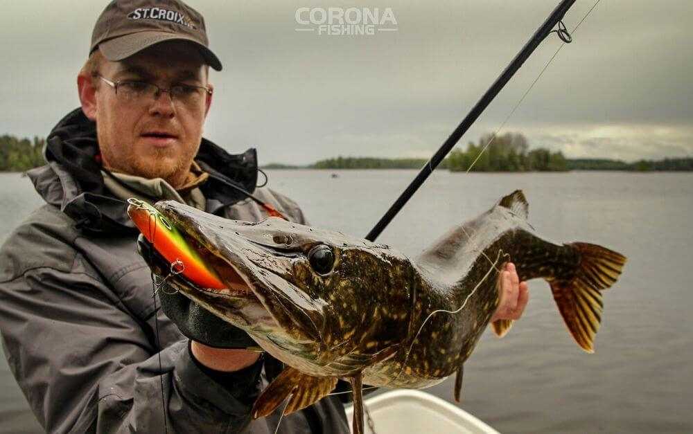 najlepsze jerki na szczupaka